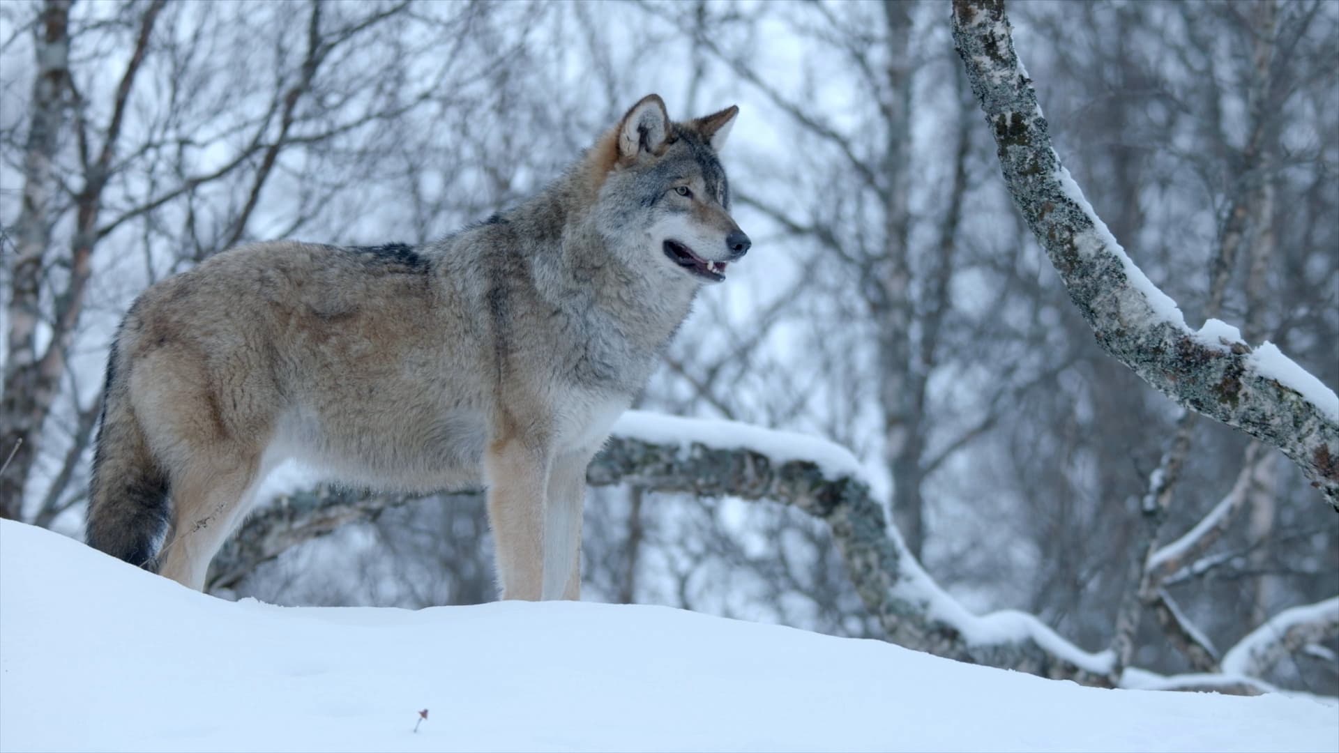 |FR| Les merveilles cachees de l hiver (Winters Hidden Wonders) 2020 HD 0